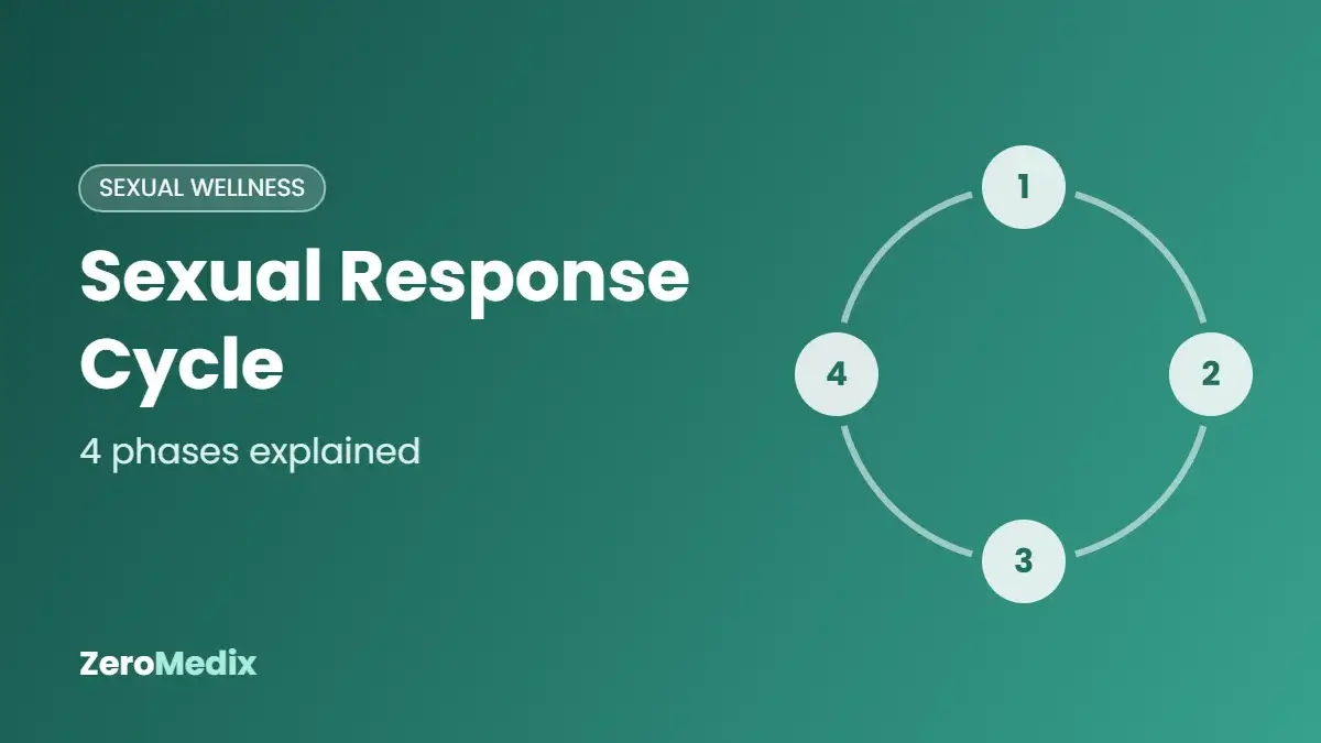 Sexual response cycle 4 phases - ZeroMedix